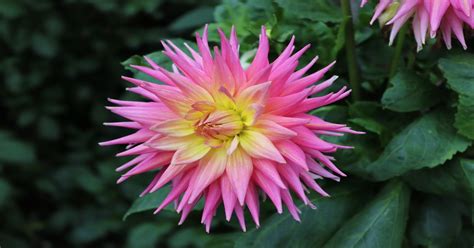 electric flash dahlia|electric flash plant.